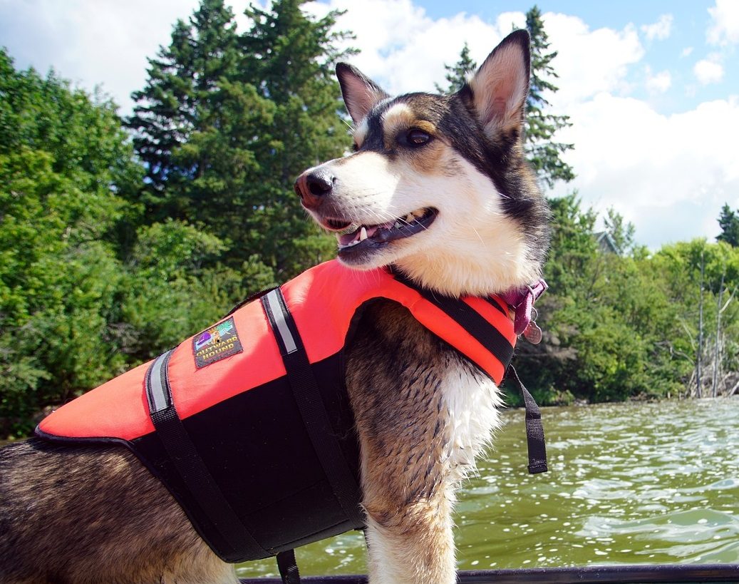 Faire du canoe en ardeche avec un chien